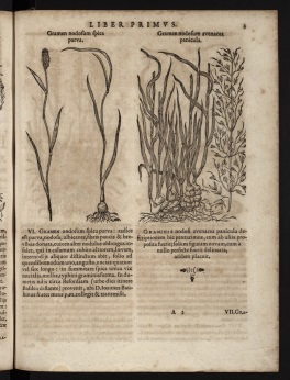 Bauhin, Kaspar (1560-1624). Caspari Bauhini... [Prodromos] Theatri botanici